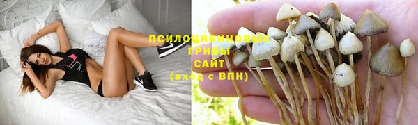 индика Порхов